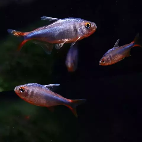 TETRA BLUE BERRY