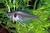 TETRA COPELANDI