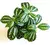 Pilea Zebrina - comprar online