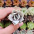 Echeveria Lilacina - (PLUG) - comprar online