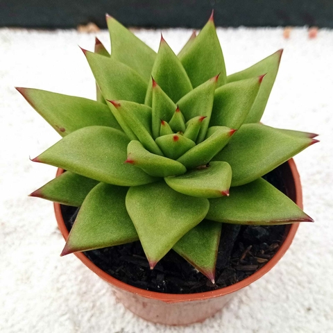 Echeveria Agavoide Lypstick - Pote 11