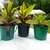 KIT Crotons Hibridos (Gold Sun, Bell e Europa) - Pote 15 - comprar online