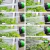 Mangueira de Jardim Mágica Flexível Expansível até 30 Metros Verde - Ideal para Limpeza e Jardinagem