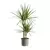Dracaena