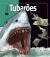 Em Foco - Tubarões