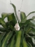 Dije alpaca cuarzo blanco - comprar online