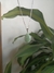 Dije gota grande cuarzo verde - comprar online
