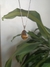 Dije gota grande ojo de tigre - comprar online