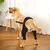 Manga de recuperación para perros, rodillera trasera, soporte para articulacion