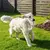Juguetes de animales de peluche para perros, juguetes para masticar Súper suave - comprar en línea