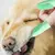 Imagen de Cepillo de dientes para perros, herramienta Dental para limpiar fácilmente los