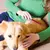 Peine de acero inoxidable para perros, cepillo de aseo para mascotas para depila - Tienda Perrionni