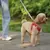 Conjunto de correa de arnés para perros pequeños, chaleco ajustable para cacho - Tienda Perrionni