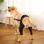 Manga de recuperación para perros, rodillera trasera, soporte para articulacion en internet
