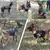 Chaleco militar táctico K9 para mascotas, juego de arnés y correa de entrenami