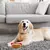 Hot Dog-juguetes para masticar de colores brillantes para perros, gatos y otros en internet