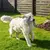 Juguetes de animales de peluche para perros, juguetes para masticar Súper suave - Tienda Perrionni