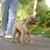Conjunto de correa de arnés para perros pequeños, chaleco ajustable para cacho