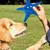 Juguete de estrella de mar para perro, peluche chirriante, juguete interactivo p