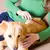 Peine de acero inoxidable para perros, cepillo de aseo para mascotas para depila - comprar en línea