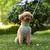 Conjunto de correa de arnés para perros pequeños, chaleco ajustable para cacho - comprar en línea