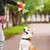 Juguete interactivo Bel integrado para perros pequeños, juguetes para masticar, - Tienda Perrionni