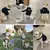 Chaleco militar táctico K9 para mascotas, juego de arnés y correa de entrenami - Tienda Perrionni