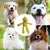 Juguetes de peluche para perros, juguetes chirriantes para mascotas, juguetes in - comprar en línea
