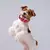 Collar de nailon ajustable para mascotas, correa circular para el cuello con ani - comprar en línea