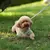 Conjunto de correa de arnés para perros pequeños, chaleco ajustable para cacho