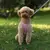 Conjunto de correa de arnés para perros pequeños, chaleco ajustable para cacho