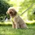 Conjunto de correa de arnés para perros pequeños, chaleco ajustable para cacho en internet