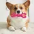 Juguete para masticar perros de colores brillantes, Material Tpr, forma de lango - Tienda Perrionni