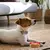 Hot Dog-juguetes para masticar de colores brillantes para perros, gatos y otros - comprar en línea