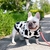 Poleron animal print en internet