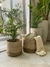 Canasto Seagrass