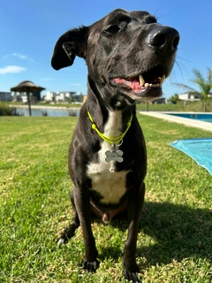 CHOKER con chapita - patanpaw