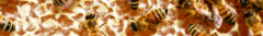Banner de la categoría Miel