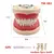 Resina modelo de treinamento dental
