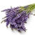 Sementes de Alfazema ou Lavanda