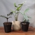 Imagen de Plantas para interior + una maceta de REGALO