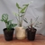 Plantas para interior + una maceta de REGALO - comprar online