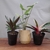 Plantas para interior + una maceta de REGALO en internet