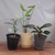 Plantas para interior + una maceta de REGALO - Vivero Tizza