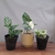 Plantas para interior + una maceta de REGALO en internet