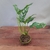 Kokedama Philodendron Peruviano - comprar online