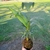Kokedama, Planta Palmera Seafortia en internet