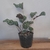 Combo 3 Calatheas: Mil Rayas, Maranta Kerchoveana Y Makoyama - comprar online