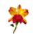 Planta, Orquídea Cattleya Toshie Aoki - comprar online