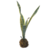 Kokedama, Planta Sansevieria